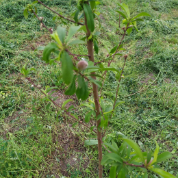 40 sot  torpaq satılır, Tərtər rayonu