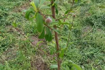 Satılır Torpaq Tərtər Rayonunda 