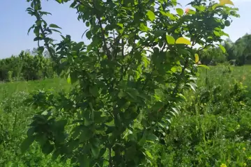 Satılır Torpaq Tərtər Rayonunda 