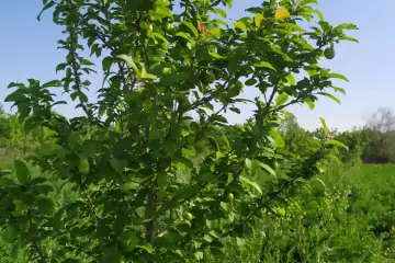 Satılır Torpaq Tərtər Rayonunda 