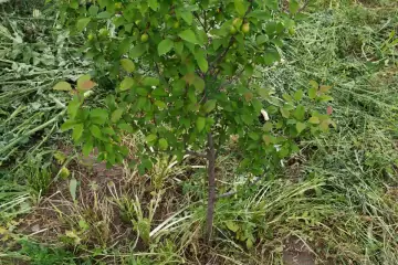 Satılır Torpaq Tərtər Rayonunda 