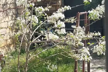 Satılır Həyət Evi Biləcəridə 