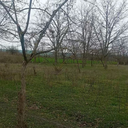 25000 sot  torpaq satılır, Hacıalılı kəndi