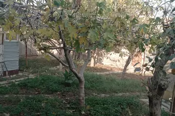 Satılır Həyət Evi Lökbatanda 