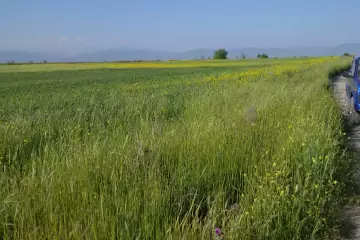 Satılır Torpaq Zığda 